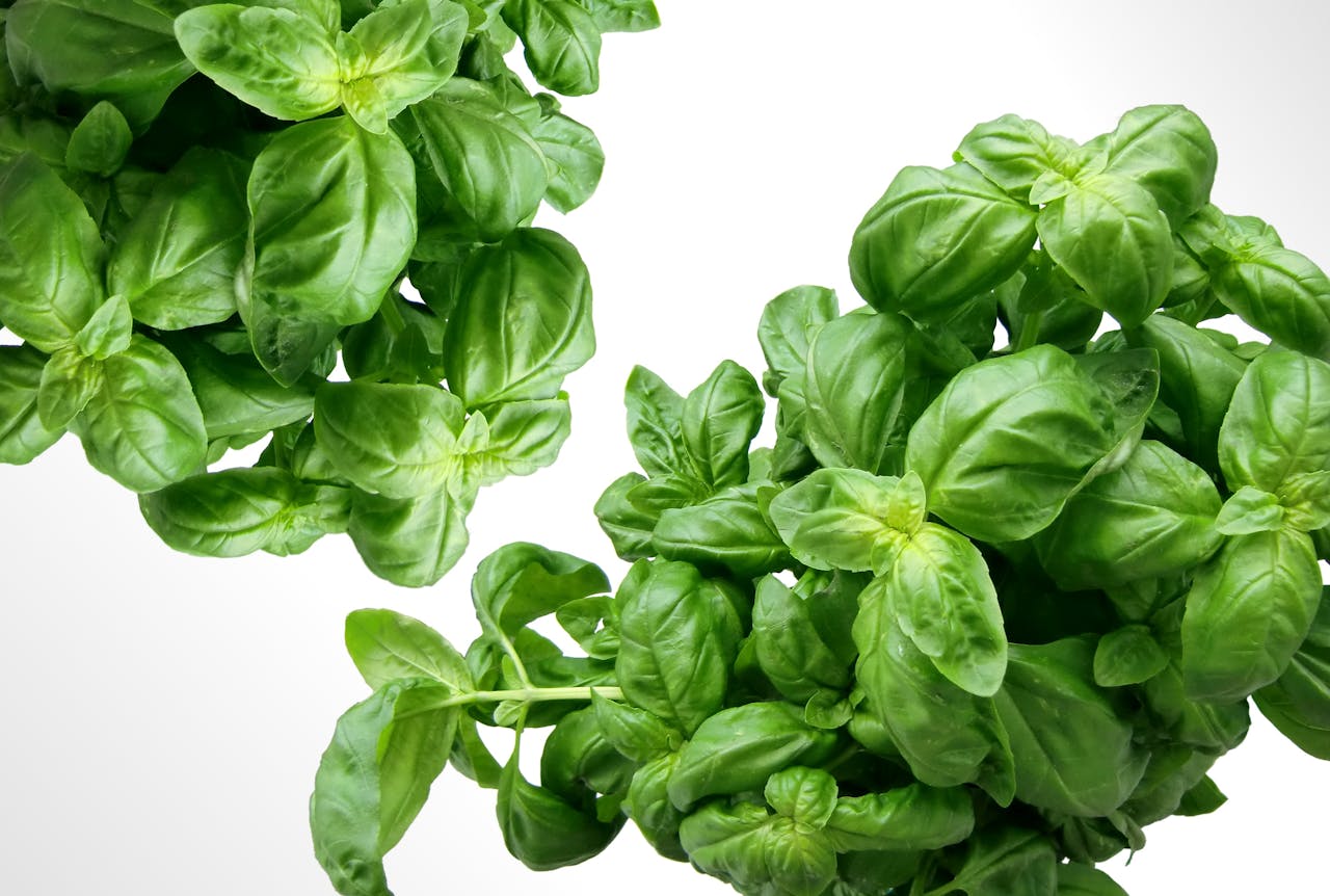 journey Vibrant fresh basil leaves, perfect for healthy cooking and herbal use.