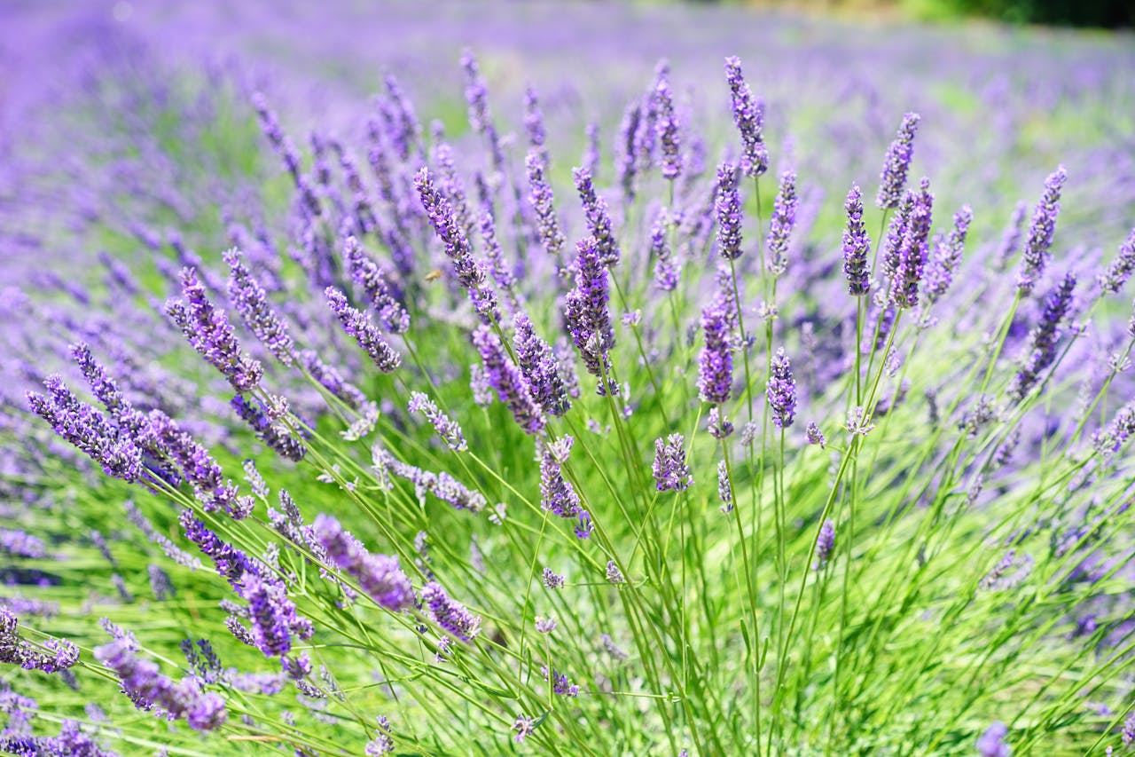why-choose-us Stunning close-up of blooming lavender in a sunlit rural field, capturing its aromatic beauty.